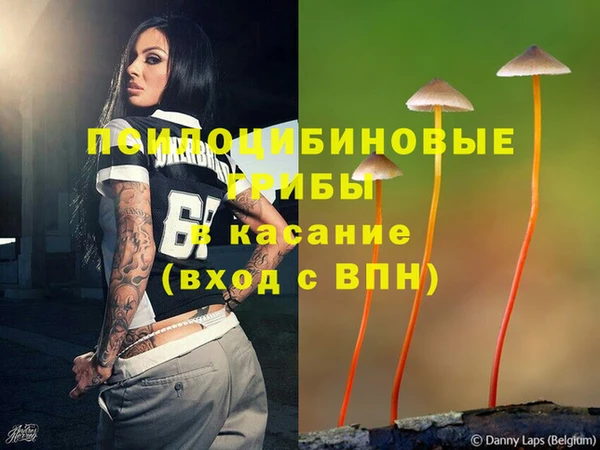 шишки Арсеньев
